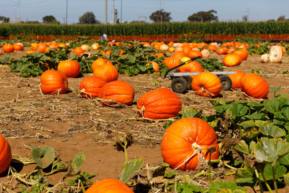 VTO at Carlsbad Pumpkin Patch!